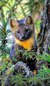Pine Martin Animals Unusual Animals Animals Beautiful