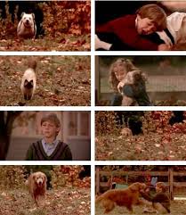 While so many lost pet movies like a dog's way home are clichéd, predictable, and uninspired, this was one of those movies that even when it isn't. Pin By Kate Aquarius On 9 S S Nostalgia Homeward Bound Movie The Incredibles Favorite Movies