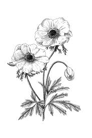 Anemone Flower Tattoo Black And White Pin On Tattoos