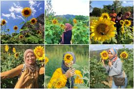 Letak cameron highland sendiri berada di ketinggian 1.829 mdpl. Wow Perlis Ada Ladang Bunga Matahari Sendiri Port Menarik Untuk Korang Bergambar Libur