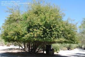 Image result for Albizia brevifolia