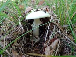 Niederosterreich Burgenland Pilze Im Herbst Steinfeld