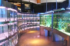 Aquarium Shop Dieren
