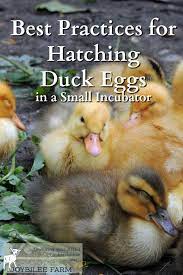 Best Practices For Hatching Duck Eggs In A Small Incubator Hatching Duck Eggs Duck Eggs Chickens Backyard
