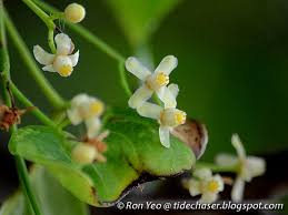 Image result for Xylocarpus