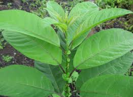 Image result for Cestrum