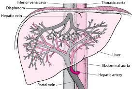 Veins contain valves to stop the blood flowing backwards. Overview Of Blood Vessel Disorders Of The Liver Liver And Gallbladder Disorders Msd Manual Consumer Version