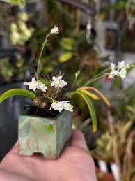 Image result for Embelia libeniana