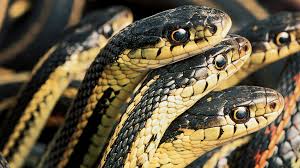 To keep snakes from eating your beloved fish, it might help to build a small fence around your pond that a snake won't be able to climb over. Gobs O Garters Nwf Ranger Rick