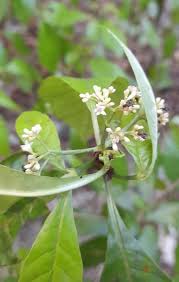 Image result for Psychotria peduncularis