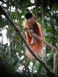 99 gambar burung hias dan burung kicauan yang cantik dan indah 6 may 2020 13 november 2019 di bawah ini telah kami sedikan kumpulan gambar 10 burung paling indah di dunia jujun st. Burung Burung Cendrawasih Yang Terindah Di Dunia Burung Cantik Burung Gambar Burung