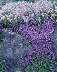 Rock Star Plants Garden Photo Gallery Rock Garden Design Rock Garden Landscaping Landscaping With Rocks