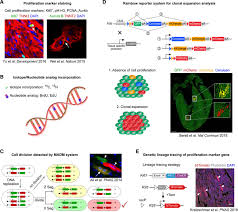 Samarbeid@auroragude.no ✨tør å være meg selv når ingen andre er det✨ auroragud.blogg.no. Heart Regeneration By Endogenous Stem Cells And Cardiomyocyte Proliferation Circulation