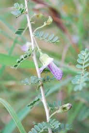 Image result for Ormocarpum trichocarpum