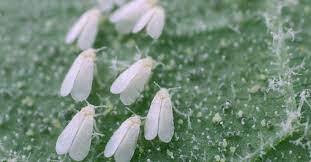 Afectan a muchas plantas además del tomate como pueden ser berenjenas. Como Combatir La Mosca Blanca De Tus Plantas Blog Verdecora