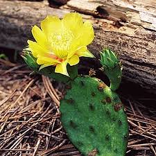 Some hybrid varieties have large pads, and others have small pads. Opuntia Humifusa Eastern Prickly Pear Wildflower Seed