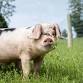 Organic Certification Opens Market Opportunities for Processors