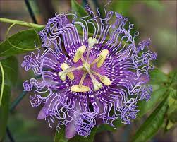Purple Passion Flower Purple Passion Flower Passion Flower Unusual Flowers