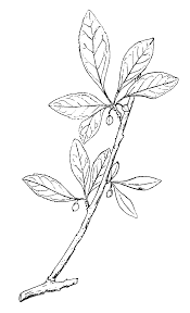 Image result for Rhamnus staddo