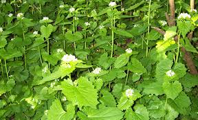 We did not find results for: Garlic Mustard Emswcd