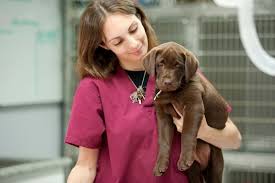 All puppies should be on a proper vaccination schedule. Canine Parvovirus Parvo Wilbraham Animal Hospital
