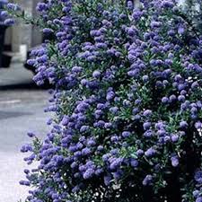 Ceanothus 'skylark' is a compact variety, with a spreading habit that lends itself nicely to wall training where space is at a premium. Buy Californian Lilac Ceanothus Skylark 19 99 Delivery By Crocus