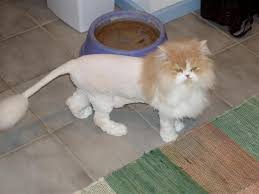 Pros and cons of lion cuts for cats | lovetoknow. Pin On Catwoman