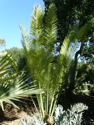 Image result for Encephalartos