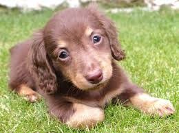 Image Result For Mini Dapple Dachshund Full Grown Dapple Dachshund Long Haired Dachshund Long Haired Miniature Dachshund