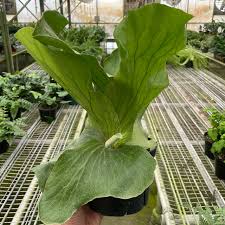 Image result for Platycerium elephantotis