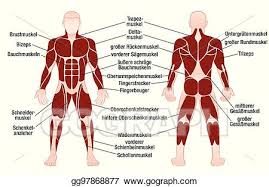 This is a table of skeletal muscles of the human anatomy. Vector Illustration Muscles German Names Chart Muscular Male Body Eps Clipart Gg97868877 Gograph