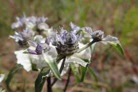 Image result for Haumaniastrum