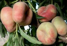 Fruit is medium to large. Galaxy White Peach Dave Wilson Nursery