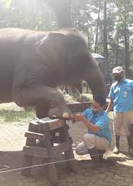 Inilah sarana yang menjadikan pengunjung yang datang ke kebun binatang diberikan akses untuk berfoto bersama. Biar Rapih Gajah Di Kebun Binatang Bandung Ini Rajin Pedicure Loh Jurnal Gaya