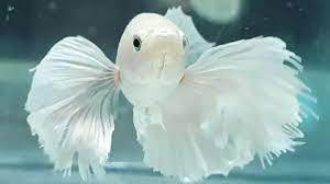 We did not find results for: Jenis Jenis Ikan Cupang Dengan Harga Fantastis Hello Magetan