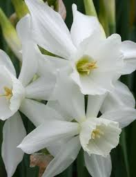 Thalia Daffodil 82121 Daffodils Long Lasting Flower Amazing Flowers Photos