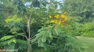 Image result for Limeum pterocarpum