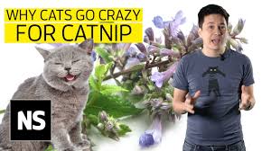 How does catnip affect cats, and why? What Is Catnip New Scientist