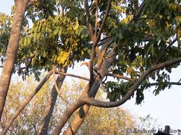 Image result for Khaya anthotheca