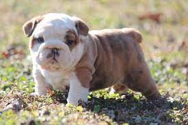 Baby English Bulldog