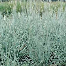 Image result for Schizachyrium