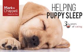 Helping Your Puppy Have A Good Night S Sleep Mark Chappell