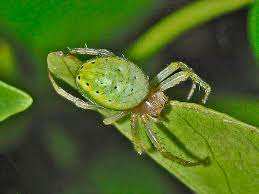 Check spelling or type a new query. Araniella Cucurbitina Wikipedia