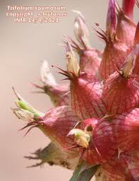 Image result for Trifolium spumosum