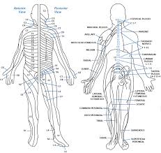 Dermatomes Peripheral Nerve Chart