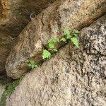 Image result for Laportea mooreana