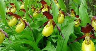 We did not find results for: Les Lemuriens Et Les Orchidees En Danger D Apres L Uicn Le Temps