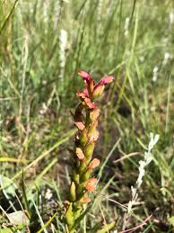 Image result for Disa brevicornis