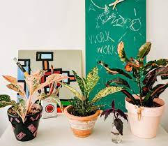 Bentuk daun philodendron serupa dengan hati, sama seperti sifatnya dalam waktu singkat, philodendron bisa menjadi tanaman hias gantung untuk menghias dinding rumah karena dapat tumbuh dengan cepat. Daftar Tanaman Hias Harga Murah Yang Sedang Viral Dan Cocok Ditanam Di Dalam Rumah Berita Diy