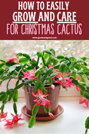 How To Easily Grow And Care For Christmas Cactus In 2020 Christmas Cactus Care Christmas Cactus Cactus Care